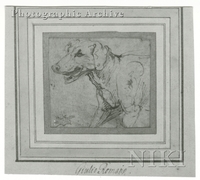 Study for a Dog