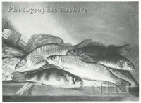 Still Life of Fish