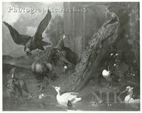 Eagle Attacking Poultry by a Fountain
