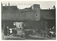 Cows Resting outside a Town