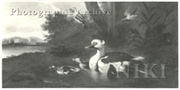 Ducks in a Wooded River Landscape