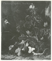 Butterflies on a Thistle with a Bird and a Lizard