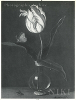 Tulip in a Glass Vase, with a Butterfly and a Fly