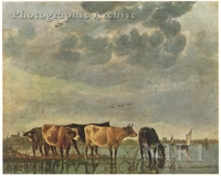 Cows in a River