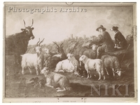 Shepherd with Cattle