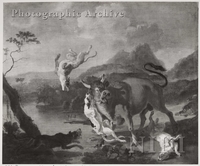 Dogs Attacking a Bull