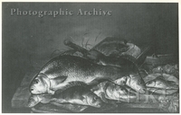 Still Life of Fish, Including Pike, Perch, Bream, a Pope on a Lily Pad, and a Net on a Wooden Ledge