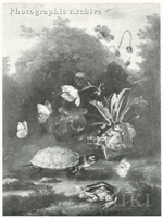 Tortoises, a Frog and Butterflies by a Pool, Wild Poppies in a Dense Undergrowth